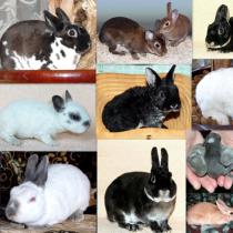 Разведение кроликов как бизнес: выгодно или нет?