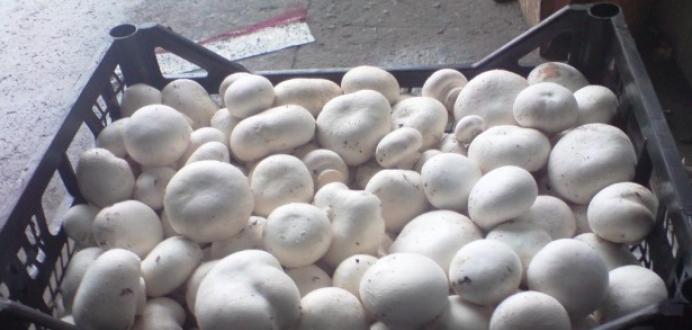 Организация бизнеса по выращиванию грибов шампиньонов в домашних условиях Что нужно для выращивания шампиньонов для продажи